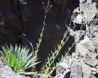 06-11-2001 : Tenerife, Jour 02, Montaña roja, déjeuner versant Sud, la Caldera du Teide