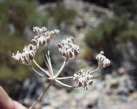 06-11-2001 : Tenerife, Jour 02, Montaña roja, déjeuner versant Sud, la Caldera du Teide