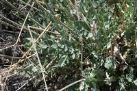 06-04-2009 : Tenerife, Jour 02, El Portillo JB, las Cañadas, Caldera du Teide