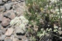 06-04-2009 : Tenerife, Jour 02, El Portillo JB, las Cañadas, Caldera du Teide