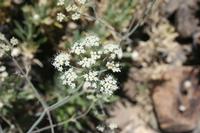06-04-2009 : Tenerife, Jour 02, El Portillo JB, las Cañadas, Caldera du Teide