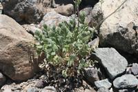 06-04-2009 : Tenerife, Jour 02, El Portillo JB, las Cañadas, Caldera du Teide