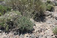 06-04-2009 : Tenerife, Jour 02, El Portillo JB, las Cañadas, Caldera du Teide