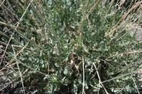 06-04-2009 : Tenerife, Jour 02, El Portillo JB, las Cañadas, Caldera du Teide