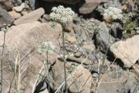 06-04-2009 : Tenerife, Jour 02, El Portillo JB, las Cañadas, Caldera du Teide