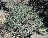 06-10-2001 : Tenerife, Jour 01, El Portillo JB, las Cañadas