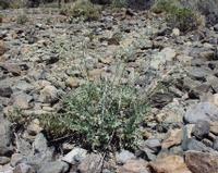 06-11-2001 : Tenerife, Jour 02, Montaña roja, déjeuner versant Sud, la Caldera du Teide