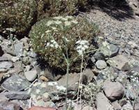 06-11-2001 : Tenerife, Jour 02, Montaña roja, déjeuner versant Sud, la Caldera du Teide