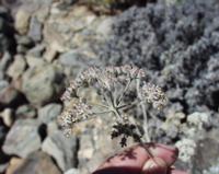 06-11-2001 : Tenerife, Jour 02, Montaña roja, déjeuner versant Sud, la Caldera du Teide