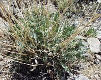 06-11-2001 : Tenerife, Jour 02, Montaña roja, déjeuner versant Sud, la Caldera du Teide