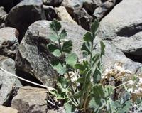 06-11-2001 : Tenerife, Jour 02, Montaña roja, déjeuner versant Sud, la Caldera du Teide