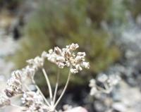 06-11-2001 : Tenerife, Jour 02, Montaña roja, déjeuner versant Sud, la Caldera du Teide