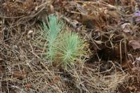 05-23-2009 : La Palma, Jour 01, Breña Baja, Mazo, la Montaña