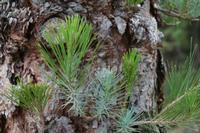 05-23-2009 : La Palma, Jour 01, Breña Baja, Mazo, la Montaña