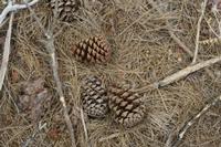 05-23-2009 : La Palma, Jour 01, Breña Baja, Mazo, la Montaña