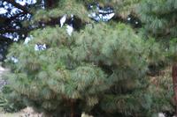 05-23-2009 : La Palma, Jour 01, Breña Baja, Mazo, la Montaña