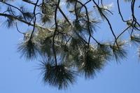06-07-2009 : Tenerife, Jour 05, la Ladera de Güimar, Mirador Don Martin, Corona Forestal