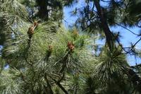 06-07-2009 : Tenerife, Jour 05, la Ladera de Güimar, Mirador Don Martin, Corona Forestal