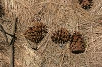 06-07-2009 : Tenerife, Jour 05, la Ladera de Güimar, Mirador Don Martin, Corona Forestal