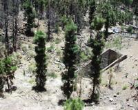 06-11-2001 : Tenerife, Jour 02, Montaña roja, déjeuner versant Sud, la Caldera du Teide