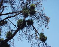 06-11-2001 : Tenerife, Jour 02, Montaña roja, déjeuner versant Sud, la Caldera du Teide