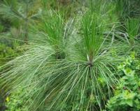 06-11-2001 : Tenerife, Jour 02, Montaña roja, déjeuner versant Sud, la Caldera du Teide
