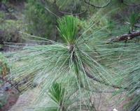 06-11-2001 : Tenerife, Jour 02, Montaña roja, déjeuner versant Sud, la Caldera du Teide
