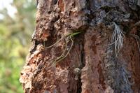 05-23-2009 : La Palma, Jour 01, Breña Baja, Mazo, la Montaña