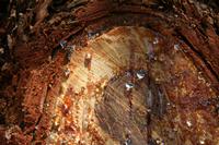 05-23-2009 : La Palma, Jour 01, Breña Baja, Mazo, la Montaña