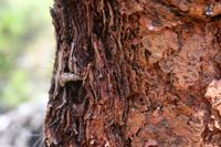 05-23-2009 : La Palma, Jour 01, Breña Baja, Mazo, la Montaña
