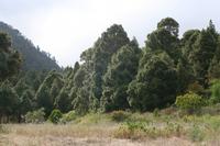 05-23-2009 : La Palma, Jour 01, Breña Baja, Mazo, la Montaña