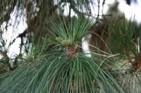 05-23-2009 : La Palma, Jour 01, Breña Baja, Mazo, la Montaña