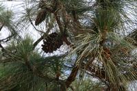 05-23-2009 : La Palma, Jour 01, Breña Baja, Mazo, la Montaña