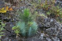 05-26-2009 : La Palma, Jour 04, Coulée de lave, Fuencaliente, Volcan Teneguia