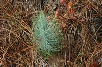 05-26-2009 : La Palma, Jour 04, Coulée de lave, Fuencaliente, Volcan Teneguia