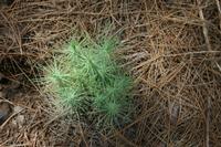 05-26-2009 : La Palma, Jour 04, Coulée de lave, Fuencaliente, Volcan Teneguia
