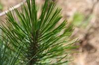 05-26-2009 : La Palma, Jour 04, Coulée de lave, Fuencaliente, Volcan Teneguia