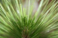 05-26-2009 : La Palma, Jour 04, Coulée de lave, Fuencaliente, Volcan Teneguia