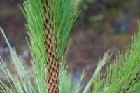05-26-2009 : La Palma, Jour 04, Coulée de lave, Fuencaliente, Volcan Teneguia