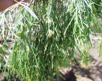 06-11-2001 : Tenerife, Jour 02, Montaña roja, déjeuner versant Sud, la Caldera du Teide