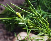 06-11-2001 : Tenerife, Jour 02, Montaña roja, déjeuner versant Sud, la Caldera du Teide