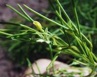 06-11-2001 : Tenerife, Jour 02, Montaña roja, déjeuner versant Sud, la Caldera du Teide
