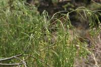 06-06-2009 : Tenerife, Jour 04, Mirador de Jardina, Parque rural d'Anaga, Forêt pluviale
