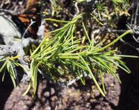 06-11-2001 : Tenerife, Jour 02, Montaña roja, déjeuner versant Sud, la Caldera du Teide