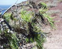 06-11-2001 : Tenerife, Jour 02, Montaña roja, déjeuner versant Sud, la Caldera du Teide