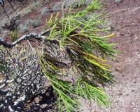 06-11-2001 : Tenerife, Jour 02, Montaña roja, déjeuner versant Sud, la Caldera du Teide