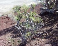 06-11-2001 : Tenerife, Jour 02, Montaña roja, déjeuner versant Sud, la Caldera du Teide