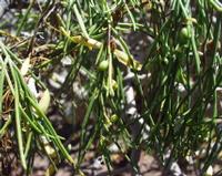 06-11-2001 : Tenerife, Jour 02, Montaña roja, déjeuner versant Sud, la Caldera du Teide