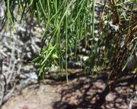 06-11-2001 : Tenerife, Jour 02, Montaña roja, déjeuner versant Sud, la Caldera du Teide