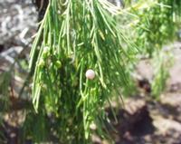 06-11-2001 : Tenerife, Jour 02, Montaña roja, déjeuner versant Sud, la Caldera du Teide